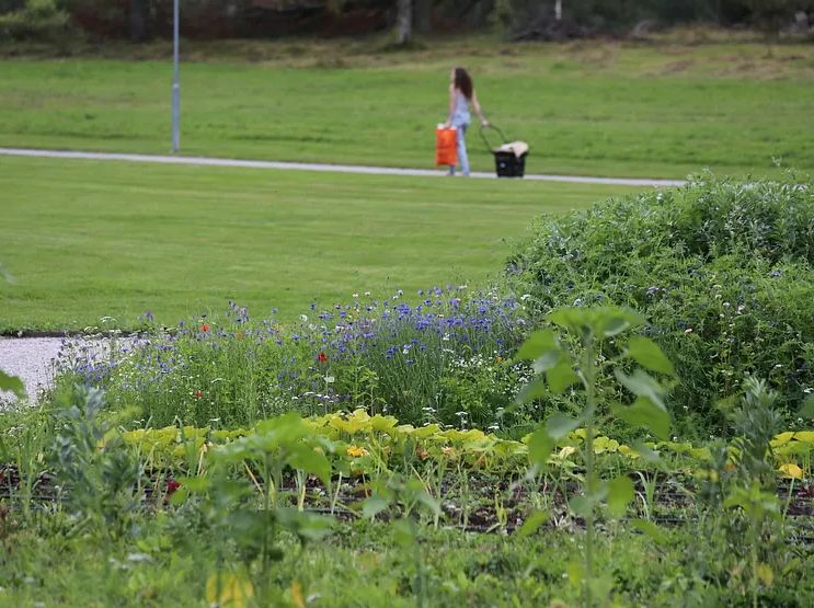 Trädgårdsskötsel solna  så skapar du hållbara och välskötta utemiljöer